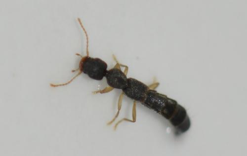 Réf. 269 965 : Astenus sp.